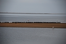 Hunderte von Kormoranen, die meisten davon Bank Cormorants (Küstenscharben)