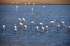 Greater Flamingo (Rosaflamingo) in der Lagune