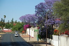 Farbig blühende Sträucher und Bäume an den Strassen in Windhoek