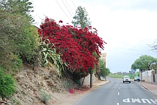 Rot blühender Busch in Windhoek