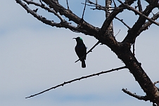 Marico Sunbird (Bindennektarvogel)