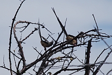 White-backed Mousebird-Paar (Weissrücken-Mausvogel)