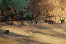 Banded Mongoose (Zebramangusten) tummeln sich am Rande des Camps
