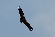 Lappetfaced Vulture (Ohrengeier) kreist im Aufwind
