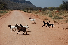Ziegen und Hunde rennen über die Strasse