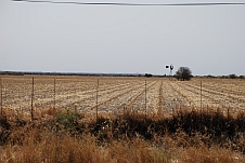 Seltene Maisfelder