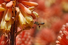 Biene auf Blütenstaubsammeltour