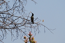 Marico Sunbird (Bindennektarvogel)-Weibchen