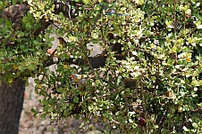 Blue Waxbill (Angola-Schmetterlingsfink), Violet-eared Waxbill (Granatastrild), Melba Finch (Buntastrild)