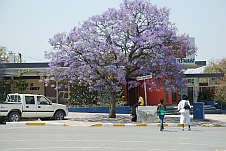 Blühender Jacaranda Baum in Grootfontein
