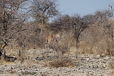 Unsere erste Eland-Antilope