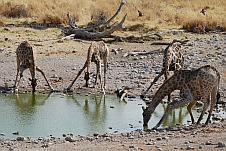 Giraffen beim Trinken