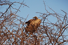 White-backed Vulture (Weissrückengeier)