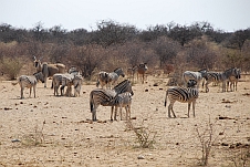 Zebras, ein Eland und Kudus am Tsumcor Wasserloch