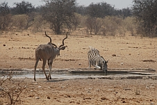 Zebras trinken auf den Knien