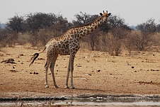 Die Zunge der Giraffe reicht bis in Nasenloch
