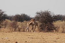 Zwei Giraffenbullen beim Kampf