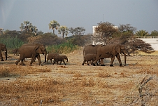 Elefanten in jeder Grösse gleich ausserhalb des Fort