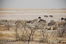 Zebras und Gnus trinken von der schlammigen Springbokfontein