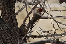 Redheaded Finch (Rotkopfamadine)-Paar
