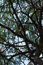 Cardinal Woodpecker (Kardinalspecht)