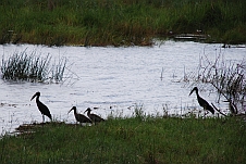 Zwei African Openbill (Mohrenklaffschnabel), zwei kleinere Hadeda Ibisse (Hagedasch-Ibis) und ein Reed Cormorant (Riedscharbe)