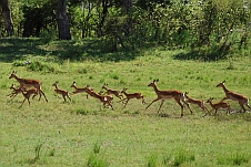 Impala mit Jungen