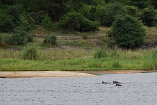 Fünf Hippos im Wasser und ein Bushbuck am anderen Ufer