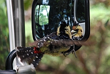 Crested Barbet (Haubenbartvogel) im Spiegelkampf