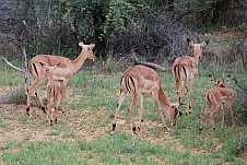 Impalas mit Jungen