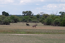 Links die Sable-, rechts die Roanantilope