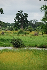 Baobabland im Norden von Nigeria zwischen Biu und Maiduguri