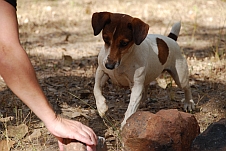 Der Jack-Russel Terrier schaut gespannt was Isabella mit “seinem“ Stein macht