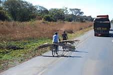 Fahrradfahrer, die Zuckerrohr quer auf dem Gepäckträger transportieren