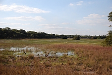 Sumpflandschaft im Park