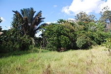 Eine Raffia-Palme und andere Bäume unterhalb der Quelle