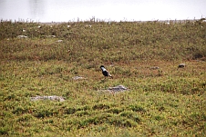 Spur-winged Lapwing (Spornkiebitz) im Nationalpark “Langue de Barbarie“