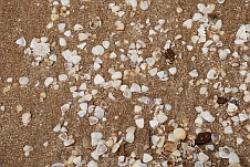 Viele verschiedene kleine Muscheln am Strand bei Kafountine