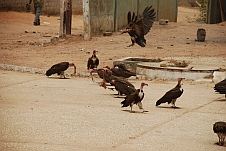 Ein paar Hooded Vulture (Kappengeier) lassen sich die Abfälle einer Strassenmetzgerei munden