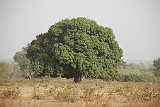 Grosser Baum in der Casamance