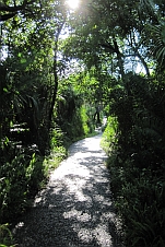 Angenehmer Spazierweg durch den (Sprüh)-Regenwald