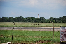 Vier Eland-Antilopen spazieren über den Flugplatz