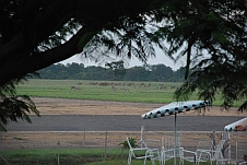 Eland und Zebras beim Morgenessen auf dem Flugplatz