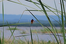 Malachite Kingfisher (Malachiteisvogel)