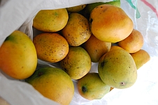 Drei Kilogramm Mangos für 1 US$!