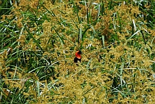 Ein Southern Red Bishop (Oryxweber)