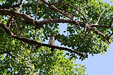 Woodland Kingfisher (Senegalliest)
