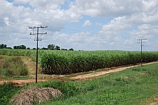 Zuckerrohrfelder bei Triangle