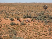 Oryx-Herde an der Tränke