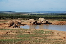 Diszipliniertes Trinken der Elefanten